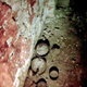 Illustration for article titled Glimpses of an Old Mayan Tomb Finally Photographed With Mini-Camera